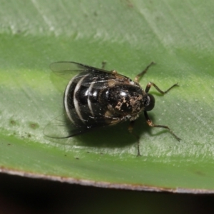 Ogcodes basalis at Wellington Point, QLD - suppressed