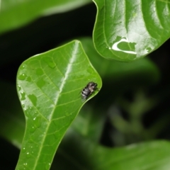 Ogcodes basalis at Wellington Point, QLD - suppressed