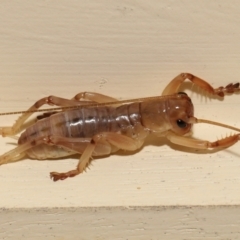 Unidentified Grasshopper, Cricket or Katydid (Orthoptera) at Wellington Point, QLD - 29 Mar 2022 by TimL