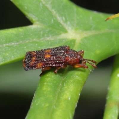 Uroplata girardi (Lantana Hispid) at Wellington Point, QLD - 30 Mar 2022 by TimL