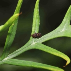 Uroplata girardi at Wellington Point, QLD - suppressed