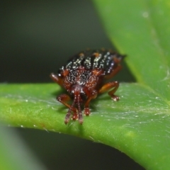 Uroplata girardi at Wellington Point, QLD - suppressed