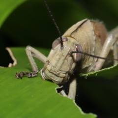 Unidentified Grasshopper (several families) at Wellington Point, QLD - 30 Mar 2022 by TimL