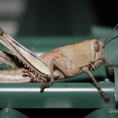 Unidentified Grasshopper (several families) (TBC) at suppressed - 30 Mar 2022 by TimL