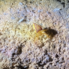 Arkys walckenaeri (Triangle spider) at Jagungal Wilderness, NSW - 15 Apr 2022 by Ned_Johnston