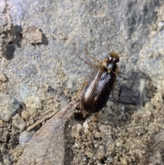 Telura sp. (genus) (A scarab beetle) at Jagungal Wilderness, NSW - 15 Apr 2022 by NedJohnston