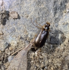 Telura sp. (genus) (A scarab beetle) at Jagungal Wilderness, NSW - 15 Apr 2022 by Ned_Johnston