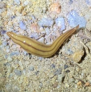 Anzoplana trilineata at Jagungal Wilderness, NSW - 15 Apr 2022 09:02 PM