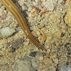 Anzoplana trilineata at Jagungal Wilderness, NSW - 15 Apr 2022 09:02 PM