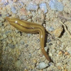 Anzoplana trilineata at Jagungal Wilderness, NSW - 15 Apr 2022