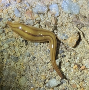 Anzoplana trilineata at Jagungal Wilderness, NSW - 15 Apr 2022 09:02 PM