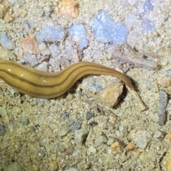 Anzoplana trilineata at Jagungal Wilderness, NSW - 15 Apr 2022 09:02 PM