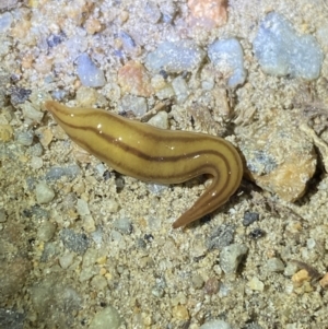 Anzoplana trilineata at Jagungal Wilderness, NSW - 15 Apr 2022