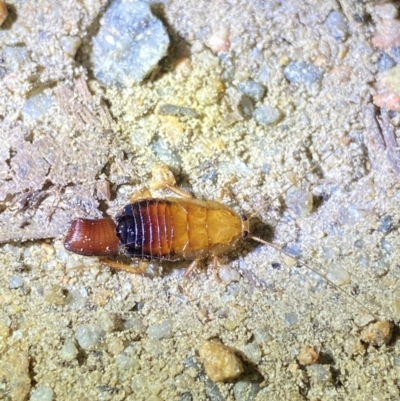 Unidentified Cockroach (Blattodea, several families) at Jagungal Wilderness, NSW - 15 Apr 2022 by Ned_Johnston