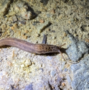 Limax maximus at Jagungal Wilderness, NSW - 15 Apr 2022