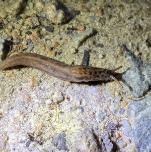 Limax maximus at Jagungal Wilderness, NSW - 15 Apr 2022