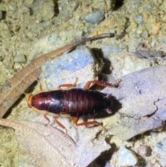 Drymaplaneta communis (Eastern Wood Runner, Common Shining Cockroach) at Jagungal Wilderness, NSW - 15 Apr 2022 by NedJohnston