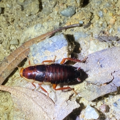 Drymaplaneta communis (Eastern Wood Runner, Common Shining Cockroach) at Jagungal Wilderness, NSW - 15 Apr 2022 by Ned_Johnston
