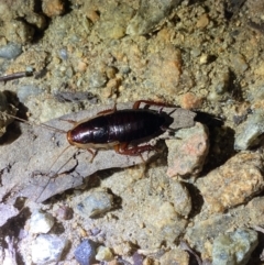 Drymaplaneta communis at Jagungal Wilderness, NSW - 15 Apr 2022 08:58 PM