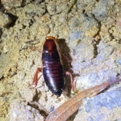 Drymaplaneta communis at Jagungal Wilderness, NSW - 15 Apr 2022 08:58 PM