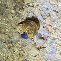 Oxychilus alliarius (Garlic Snail) at Jagungal Wilderness, NSW - 15 Apr 2022 by NedJohnston