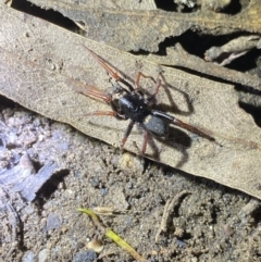 Zodariidae (family) (Ant spider or Spotted ground spider) at Jagungal Wilderness, NSW - 15 Apr 2022 by NedJohnston