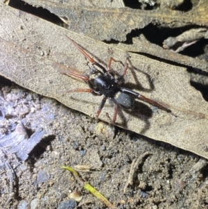 Zodariidae (family) at Jagungal Wilderness, NSW - 15 Apr 2022