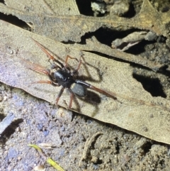 Zodariidae (family) at Jagungal Wilderness, NSW - 15 Apr 2022 08:20 PM