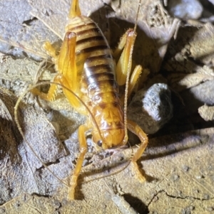 Gryllacrididae (family) at Jagungal Wilderness, NSW - 15 Apr 2022