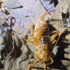 Gryllacrididae (family) at Jagungal Wilderness, NSW - 15 Apr 2022 08:06 PM