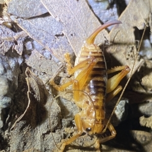 Gryllacrididae (family) at Jagungal Wilderness, NSW - 15 Apr 2022 08:06 PM