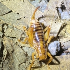 Gryllacrididae (family) at Jagungal Wilderness, NSW - 15 Apr 2022 08:06 PM