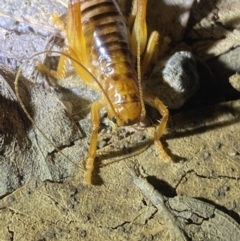 Gryllacrididae (family) at Jagungal Wilderness, NSW - 15 Apr 2022 08:06 PM