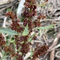 Rumex crispus (Curled Dock) at Jagungal Wilderness, NSW - 15 Apr 2022 by NedJohnston