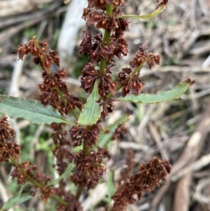 Rumex crispus at Jagungal Wilderness, NSW - 15 Apr 2022