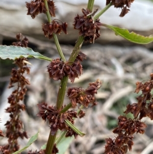 Rumex crispus at Jagungal Wilderness, NSW - 15 Apr 2022