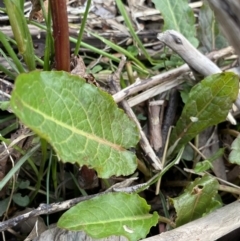 Rumex crispus at Jagungal Wilderness, NSW - 15 Apr 2022