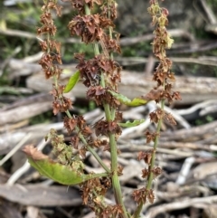 Rumex crispus at Jagungal Wilderness, NSW - 15 Apr 2022