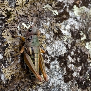 Kosciuscola cuneatus at Jagungal Wilderness, NSW - 15 Apr 2022 04:14 PM