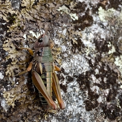 Kosciuscola cuneatus (A grasshopper) at Jagungal Wilderness, NSW - 15 Apr 2022 by NedJohnston
