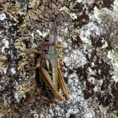 Kosciuscola cuneatus at Jagungal Wilderness, NSW - 15 Apr 2022 04:14 PM