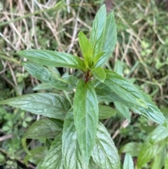 Mentha x piperita (Peppermint) at Jagungal Wilderness, NSW - 15 Apr 2022 by NedJohnston