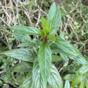 Mentha x piperita at Jagungal Wilderness, NSW - 15 Apr 2022 04:17 PM