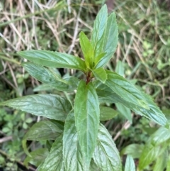 Mentha x piperita (Peppermint) at Jagungal Wilderness, NSW - 15 Apr 2022 by Ned_Johnston