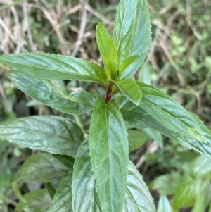 Mentha x piperita at Jagungal Wilderness, NSW - 15 Apr 2022 04:17 PM