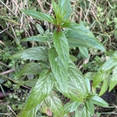 Mentha x piperita at Jagungal Wilderness, NSW - 15 Apr 2022 04:17 PM