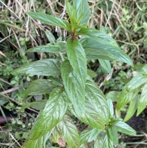 Mentha x piperita at Jagungal Wilderness, NSW - 15 Apr 2022