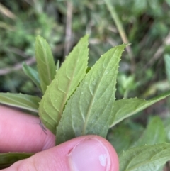 Mentha x piperita at Jagungal Wilderness, NSW - 15 Apr 2022