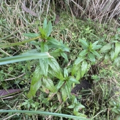 Mentha x piperita at Jagungal Wilderness, NSW - 15 Apr 2022 04:17 PM