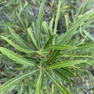 Lomatia myricoides at Jagungal Wilderness, NSW - 15 Apr 2022